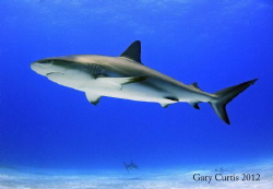 Beauty of the Shark. by Gary Curtis 